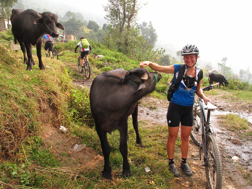 Mountain biker standing with her bike on a muddy trail while smiling and petting a large animal with horns