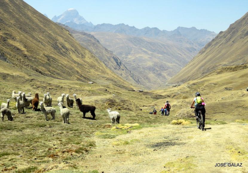 Mountain Bikers riding in a line down center of grass-covered mountain valley with small herd of alpacas on the left. Photographer's name, Jose Galaz, in black at lower right