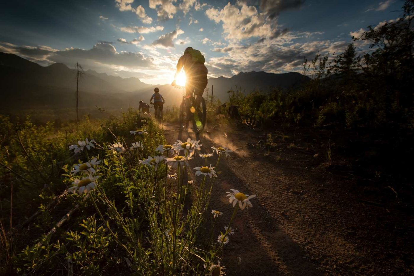 Three Mountain Bikers riding off into the sunset on dirt path with wildflowers at forefront of image