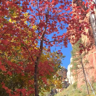 Tree with bright red leaves in foreground under a blue sky and tall red rock on right side